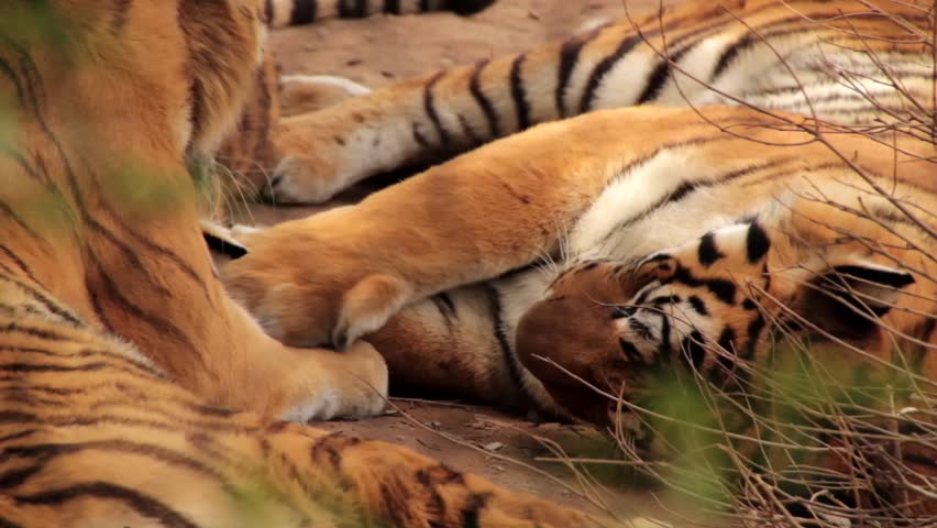 Siberian tigers resting