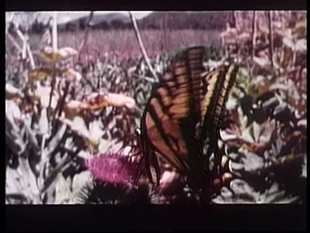Wide shot of butterfly fluttering on flower