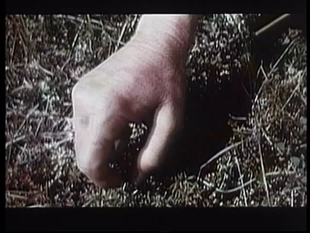 Close-up of hand picking berries off ground