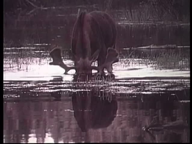 Wide shot of moose drinking water form river