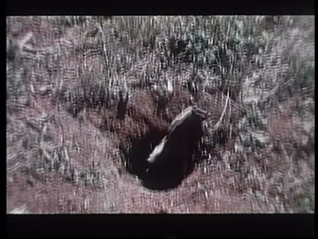 Skunk climbing out of hole