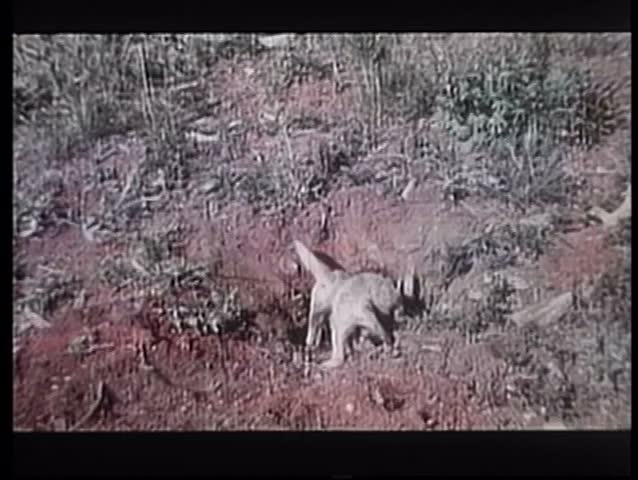 Two baby coyotes digging a hole in the wilderness