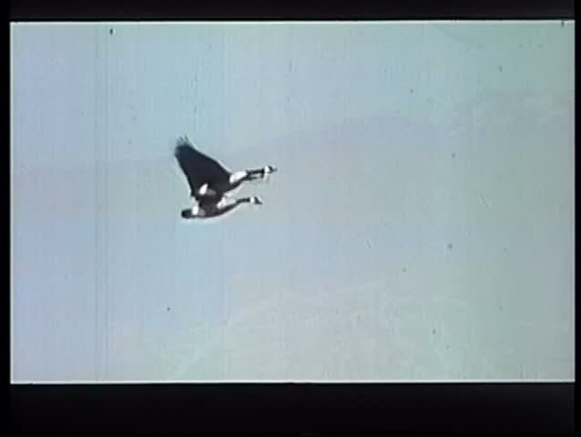 Wide shot of two geese flying