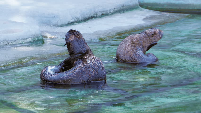 Two fur seals are cleaned and scratched tail in the water near the shore
