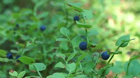 Blueberry bush grows in the summer forest.