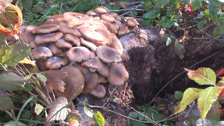 Group of forest brown mushrooms in natural woodland, healthy food fungi plant by day
