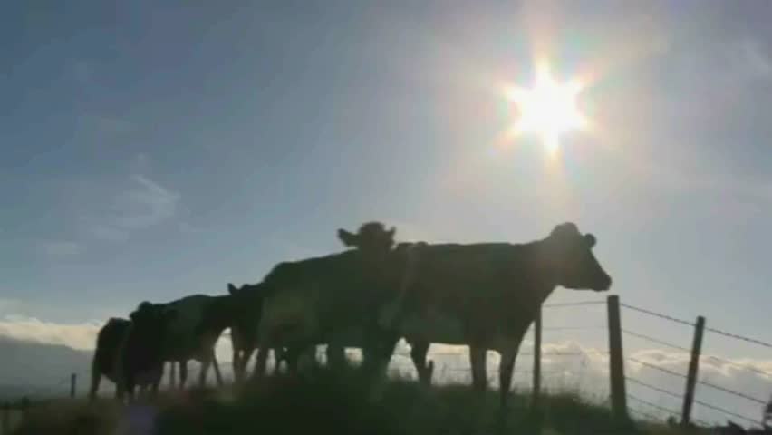 Cows grazing in a farm paddock