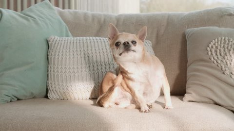 Portrait Of Chihuahua Sitting On Sofa Shot In Slow Motion
