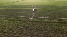 Cucumber field at harvesting season, aerial video