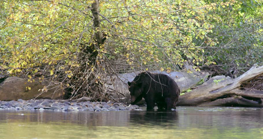[Grizzly sow and cub exit the river 001]A Grizzly sow and her cub exit the river and walk onto the rocky shore.