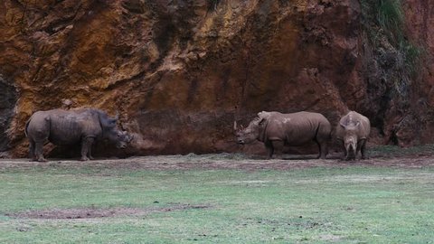 group of rhinos. Nature Park Cabarceno, Cantabria, Spain. Filmed in August 2016.