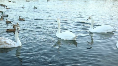 White swans and ducks slow motion