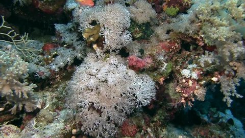 Egypt, diving the Red sea, Soft coral and reef fish