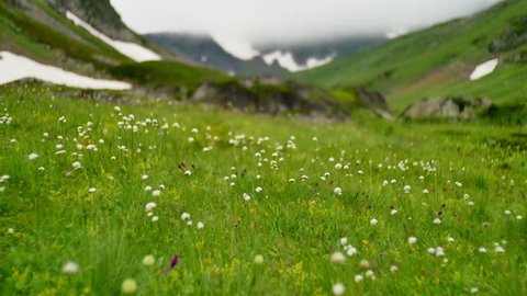 Flowers at green hill in High Snowy Mountains with Clouds. Kavkaz region