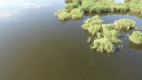 Aerial video Top view of receding river smooth water and reeds