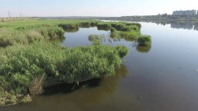 Aerial video view from the drone on smooth river water with reeds