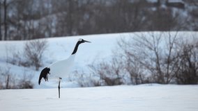 Japanese Cranes shot in Hokkaido Japan.