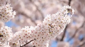 Close up of cherry blossoms in a cherry tree.