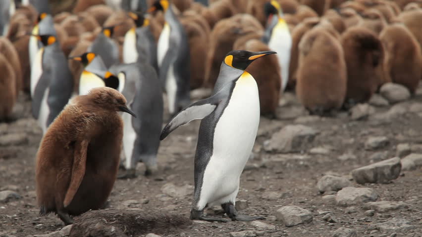 King Penguin Colony On South Stock Footage Video 100 Royalty Free Shutterstock