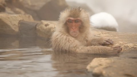 Japanese Snow Monkey (Japanese Macaque) playing in a hot spring.