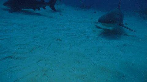 Bull Shark Surprise. A Bull Shark sneaks up from above in the Bahamas. This footage was taken off the coast of Bimini. The Bull Shark, Carcharhinus leucas, is also known as the Zambezi Shark.