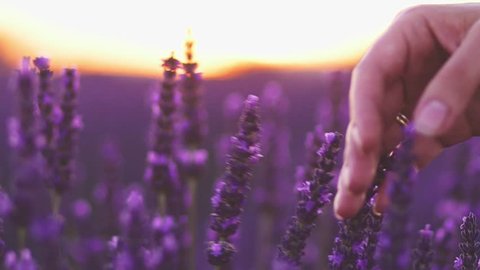 Close-up of woman's hand running through sunny lavender field. SLOW MOTION 120 fps. Girl's hand touching purple lavender flowers closeup. Plateau du Valensole, Provence, South France, Europe. Arkivvideo