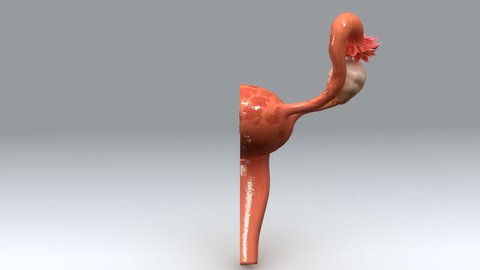 Uterus Anatomy