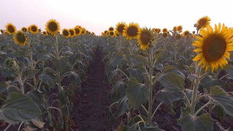  camera flies among sunflowers in a field. 