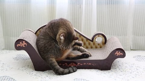 Cute cat playing and relaxing on bed
