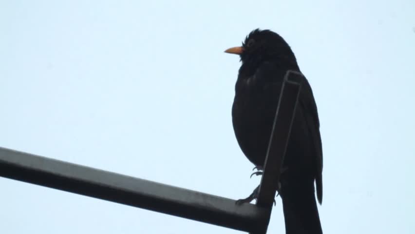 The blackbird sits on a TV antenna 487.
