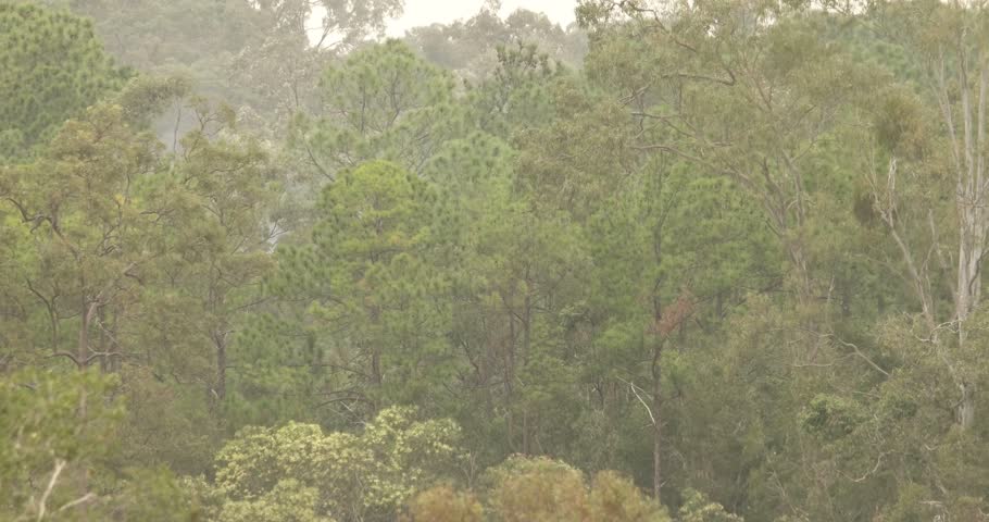 smoke rising above gums