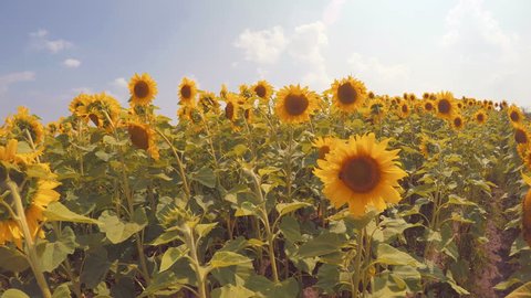 Sunlight On Sunflowers