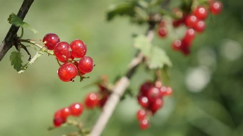 Red Ribes rubrum juicy fruit pieces natural  shallow DOF 4K 2160p 30fps UltraHD footage - Plant redcurrant deciduous shrub berries close-up 3840X2160 UHD video