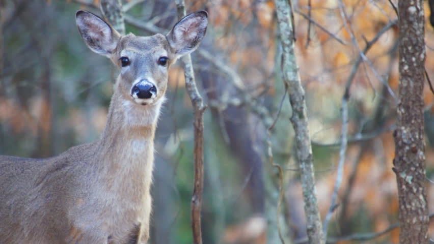 Whitetail deer in Georgia