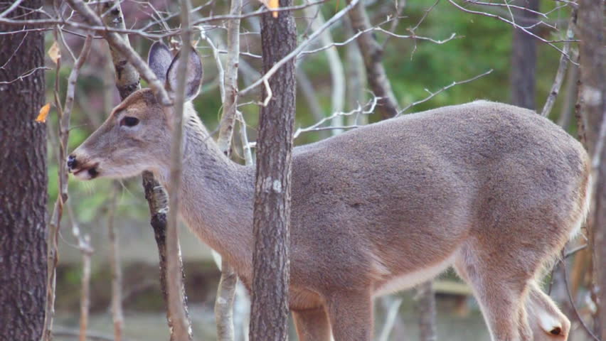 Whitetail Deer (Odocoileus virginianus) in Georgia