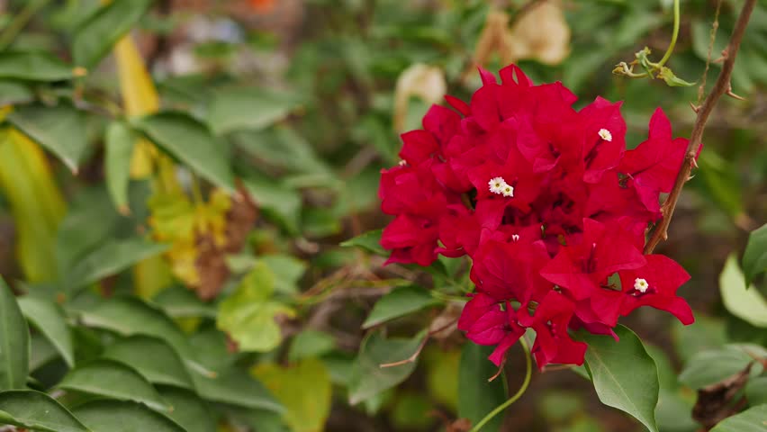 Crimson red бугенвиллия фото