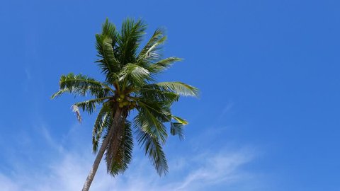 Video of a coconut palm tree swaying with the wind, set against a clear blue sky. Coconuts on the tree are almost ready to be harvested. Presented in real time, shot in 4K (Ultra HD) resolution.
