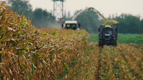 Mechanical Harvesting of a Forage Harvester Corn Fields for Silage. The harvester Moves through a Field of Yellow and Pours the Crushed Plant in a Tractor Trailer