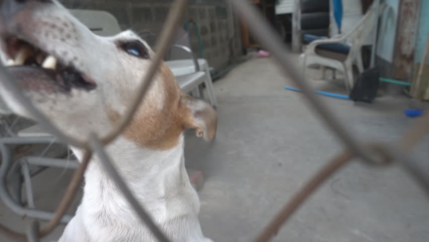 Jack russel dog barking behind the metal net door slow motion 
