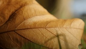 Shallow DOF autumn foliage natural seasonal background 4K 2160p 30fps UltraHD footage - Close-up of fallen leaf on the ground 3840X2160 UHD video