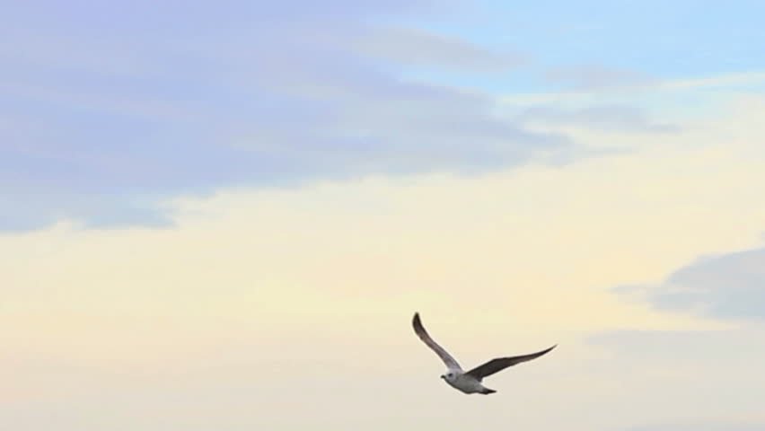 Sea bird soaring through blue sky  
