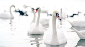 A flock of beautiful white swans swimming in the lake. Closeup Full HD video