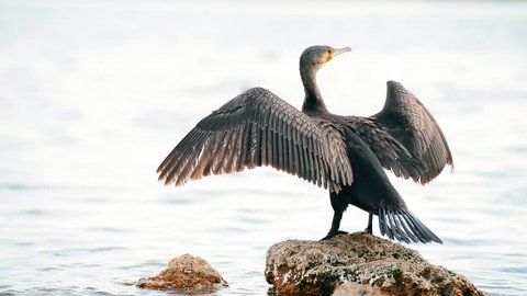 Beautiful cormorant drying and cleaning feathers when sitting on the rock by the Black sea. Closeup Full HD video