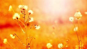 Beautiful flowers in field on sunset background. Sunny outdoor bright evening. Autumn theme background. Closeup Full HD video