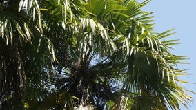 Green palm tree tropical leaves on the wind 3840X2160 UltraHD video - Close-up Arecaceae Palmae  plant crown branches against blue sky 4K 2160p 30fps UHD footage
