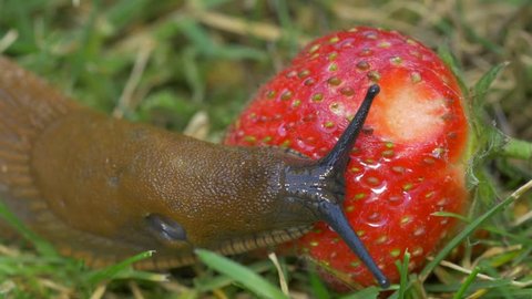 Spanish slug (Arion vulgaris) - no color grading
