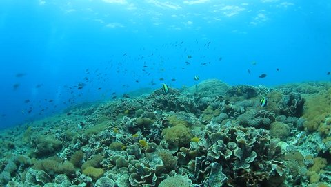 Underwater coral reef scene with tropical fish in Indonesia