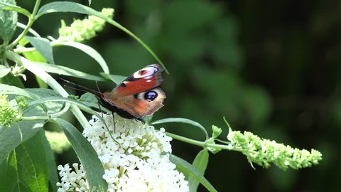 Butterfly European Peacock on white Flower in the nature
