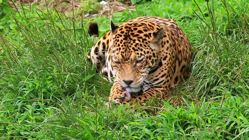 Large male jaguar eating, slow motion HD video