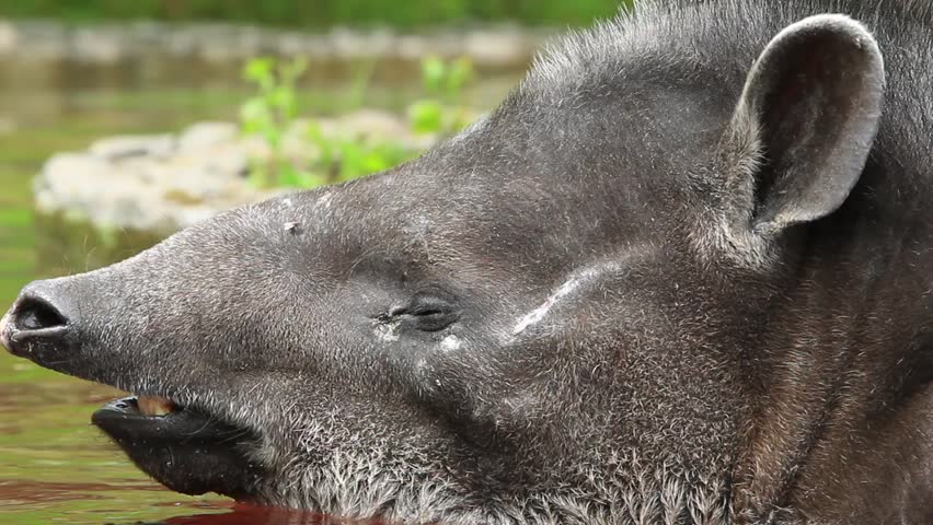 Head shot of an adult female tapir, shot in the wild in Ecuadorian highlands